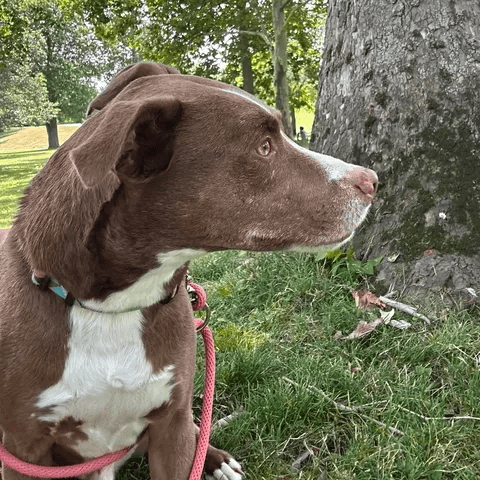 Duke, photo 11