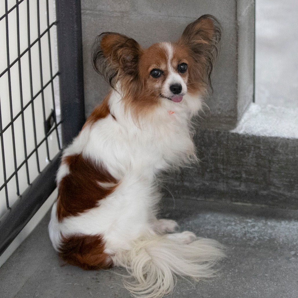 FRANKIE (AG26-206 - Papillon available for adoption