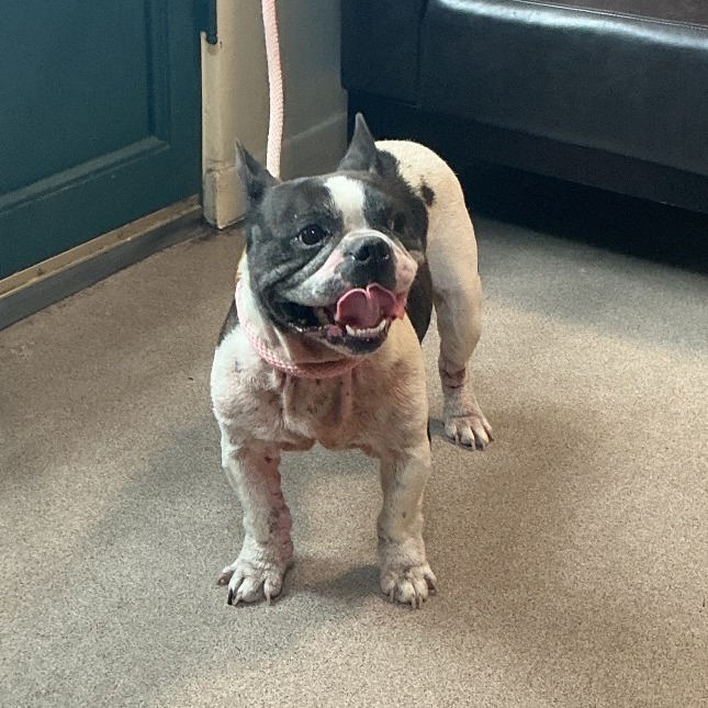 French Bulldog