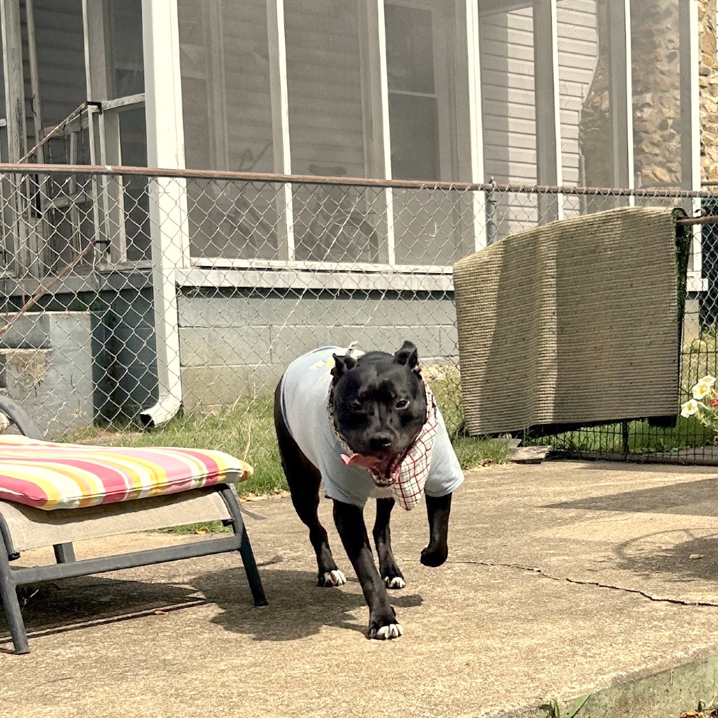 Bowser, photo 56