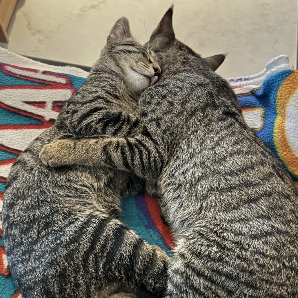 DOLLY AND KENNY - American Shorthair available for adoption