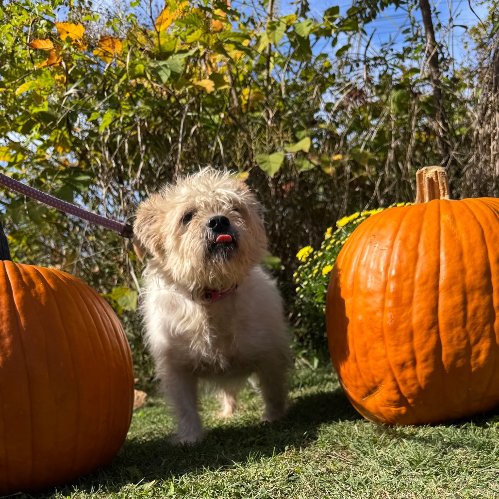 Scrappy — thumbnail 4