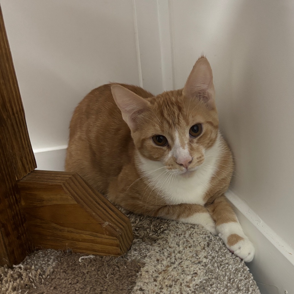 Copper