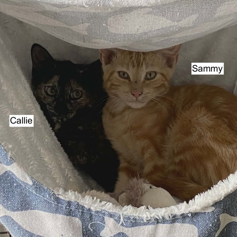 SAMMY - Domestic Shorthair available for adoption