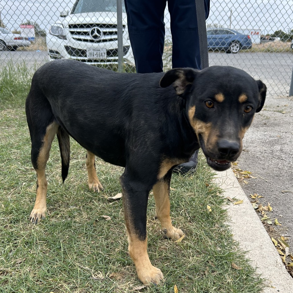 Rumble — thumbnail 9