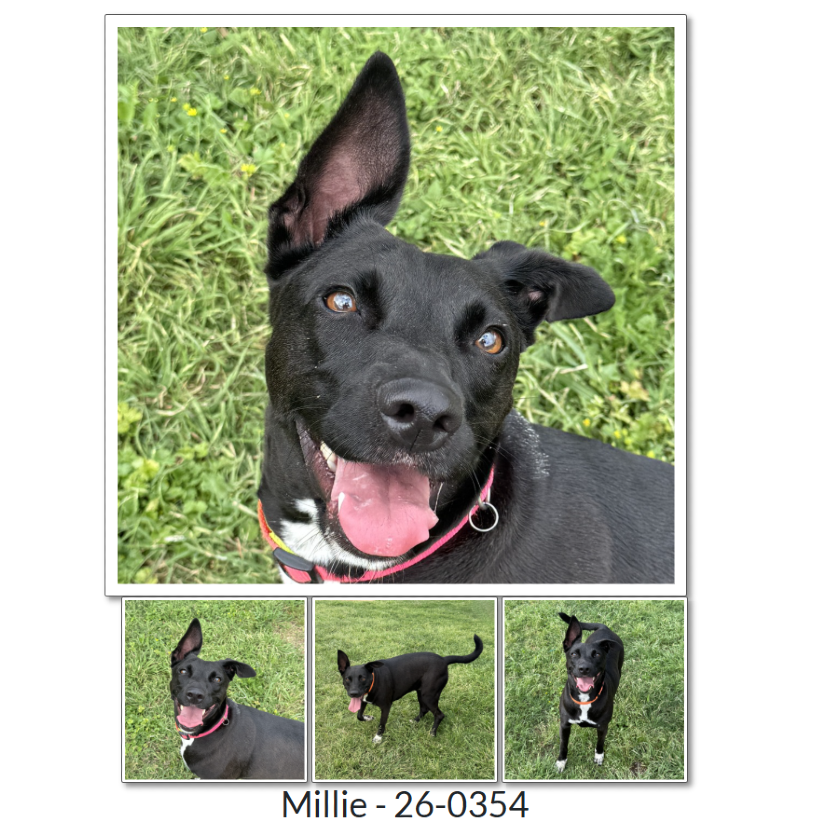 Millie