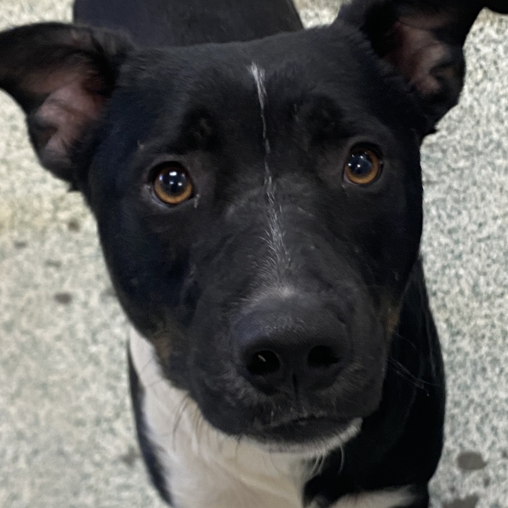 FRUIT STRIPE - Mixed Breed (Medium) available for adoption