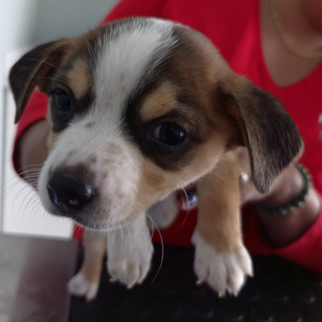 Mixed Breed