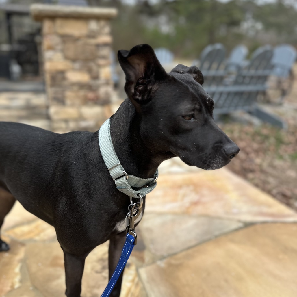 Bashful — thumbnail 7