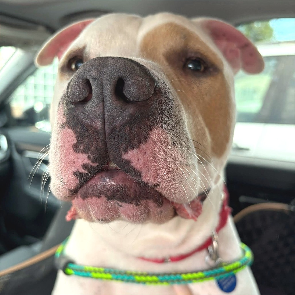 Adopting Special Needs Dogs: Transforming Lives Together