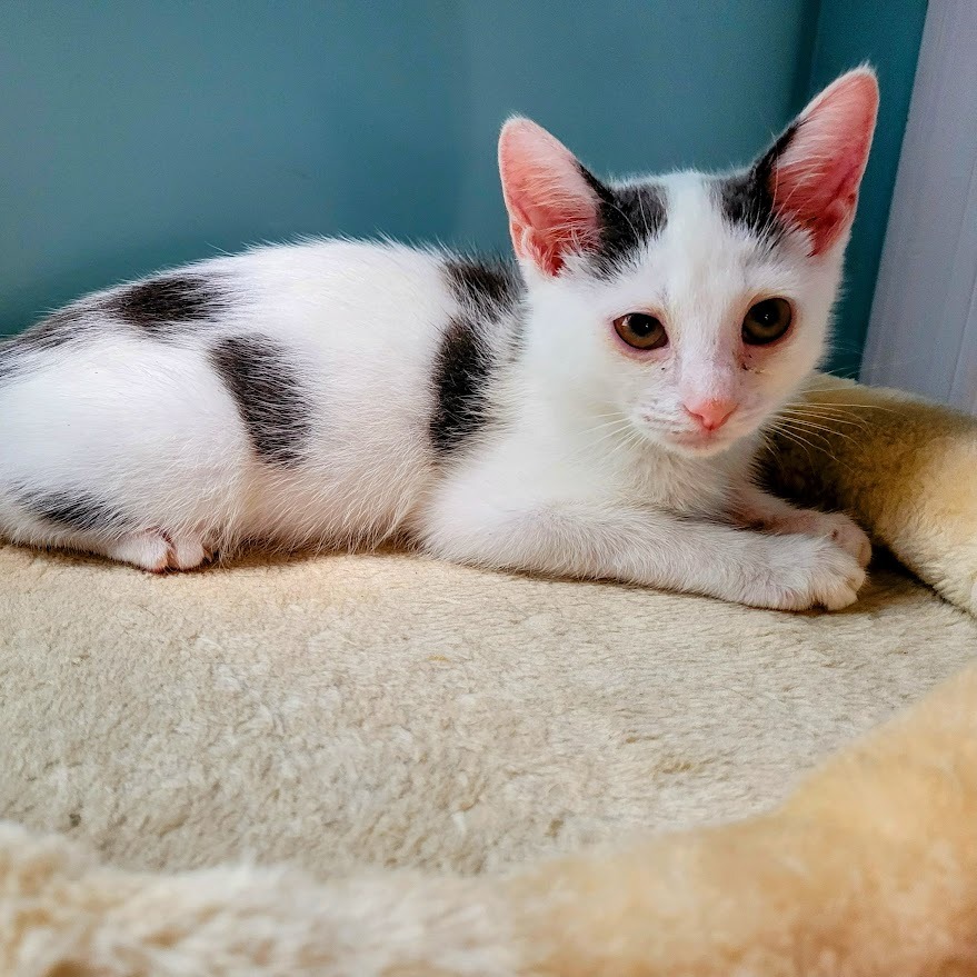 Mello — thumbnail 4