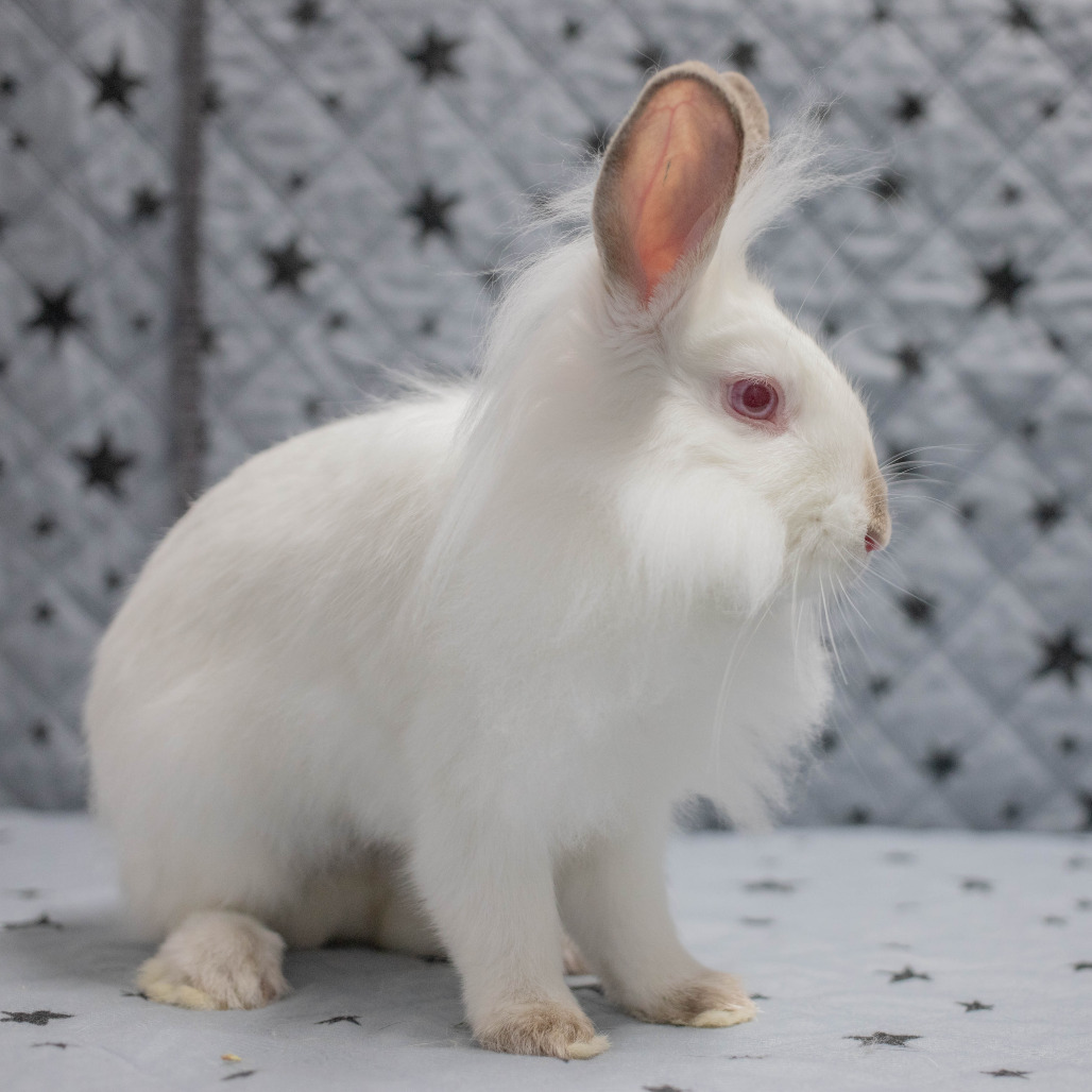 Nimbus, photo 9
