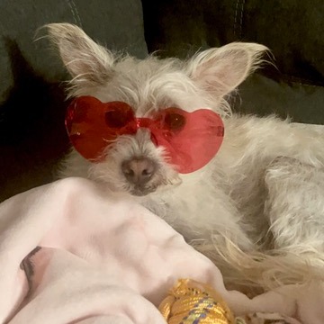 Animal named Vanilla