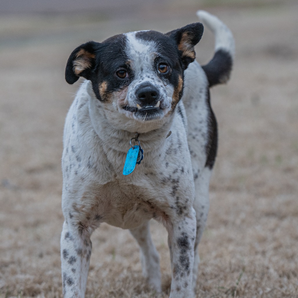 Lilo (Formerly Wish)