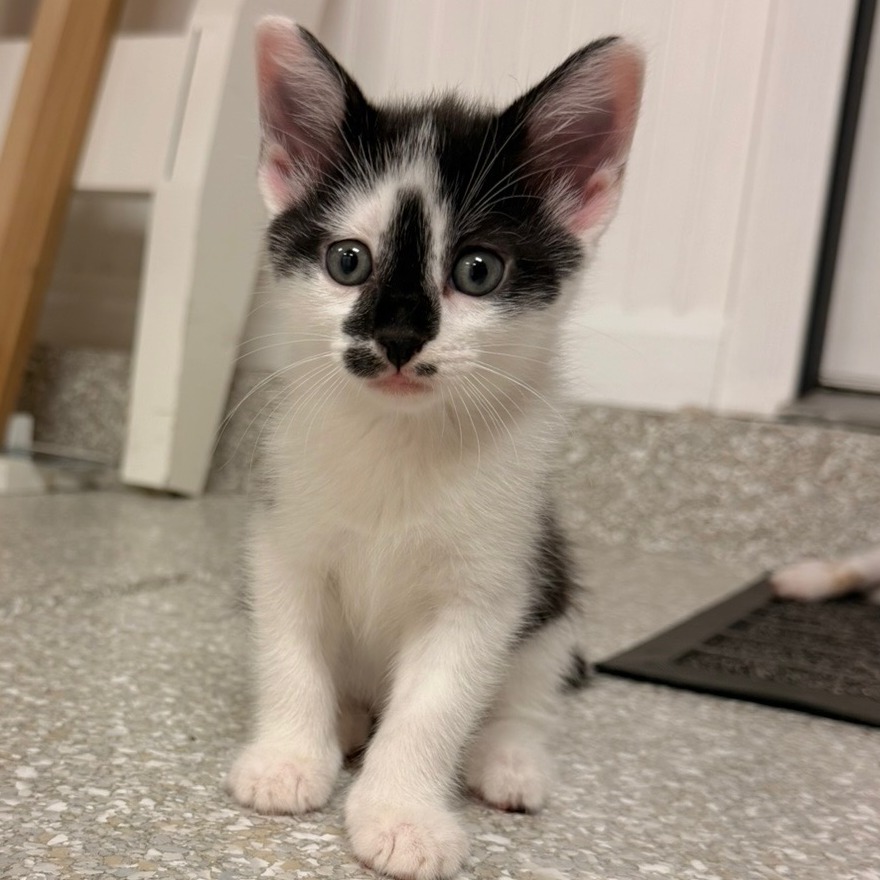 Ophelia, an adoptable cat
