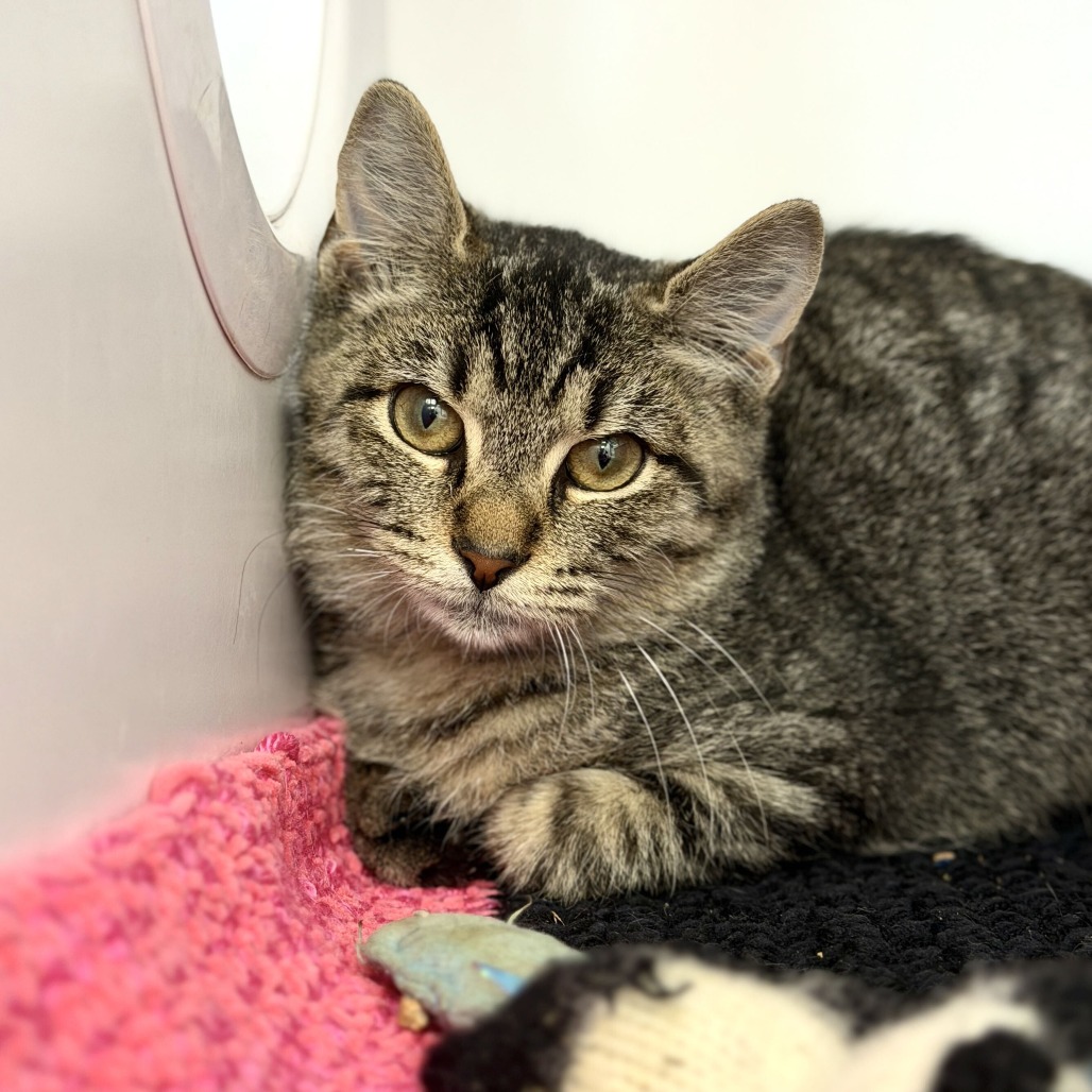 Stoick