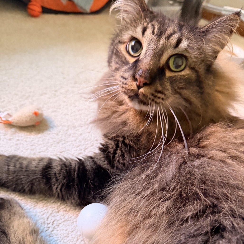 Mowgli C12903