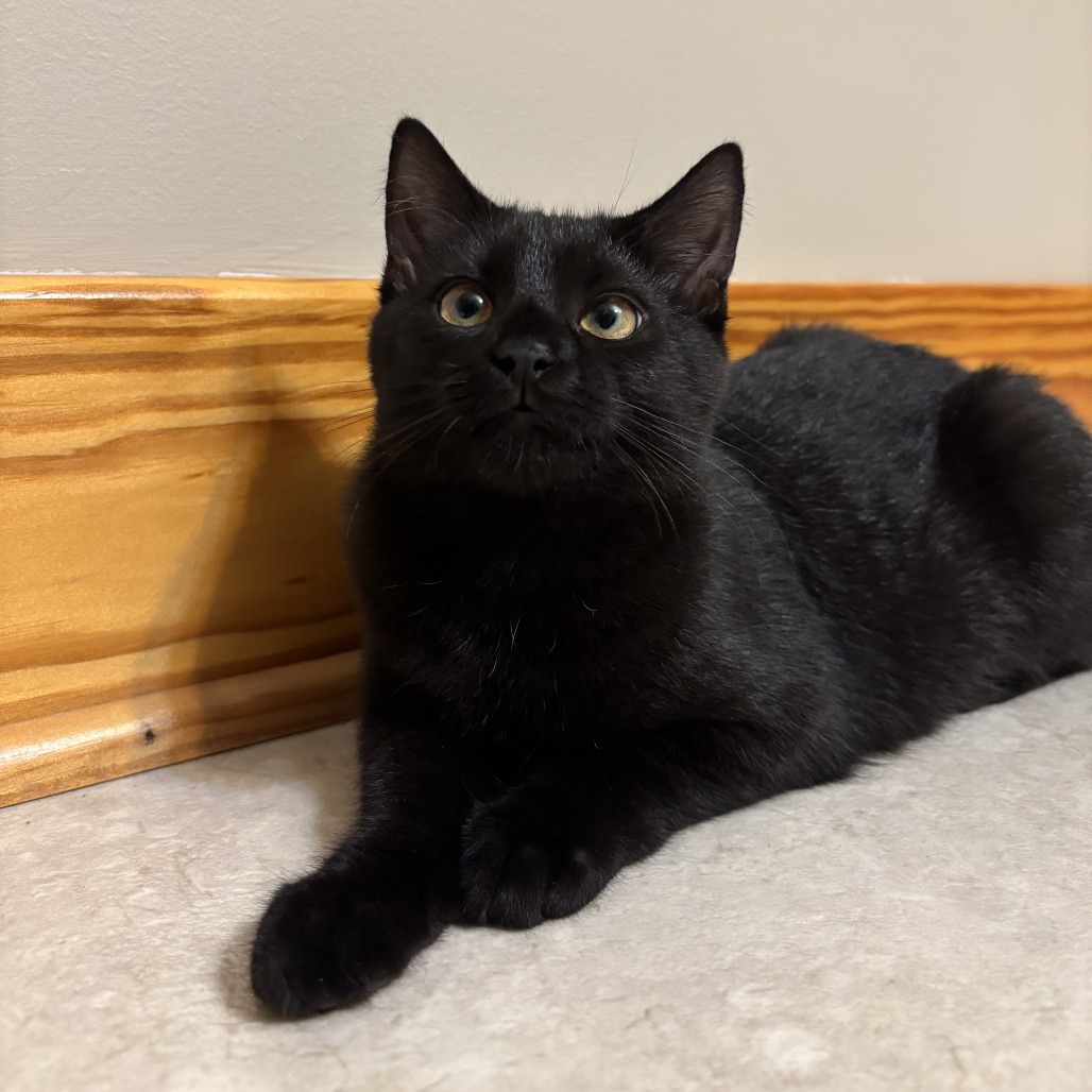 Echo