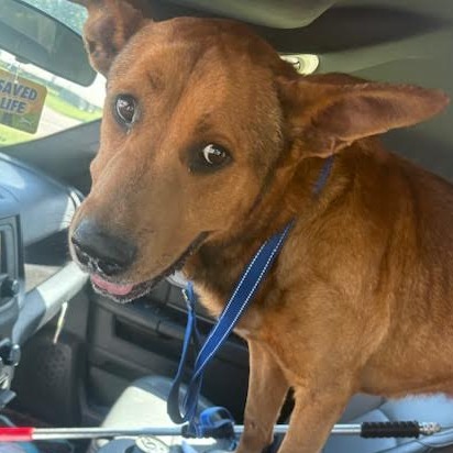 Scooby, photo 3