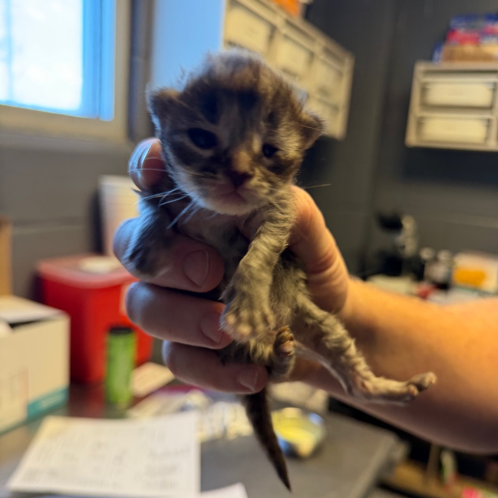 Tusc Stray 84226 2 3