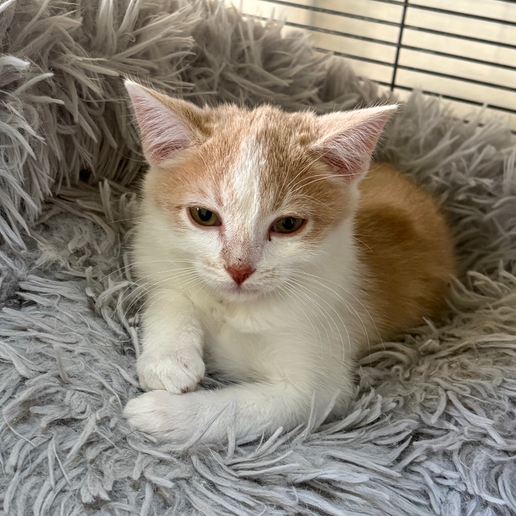 CIDER - Domestic Shorthair available for adoption
