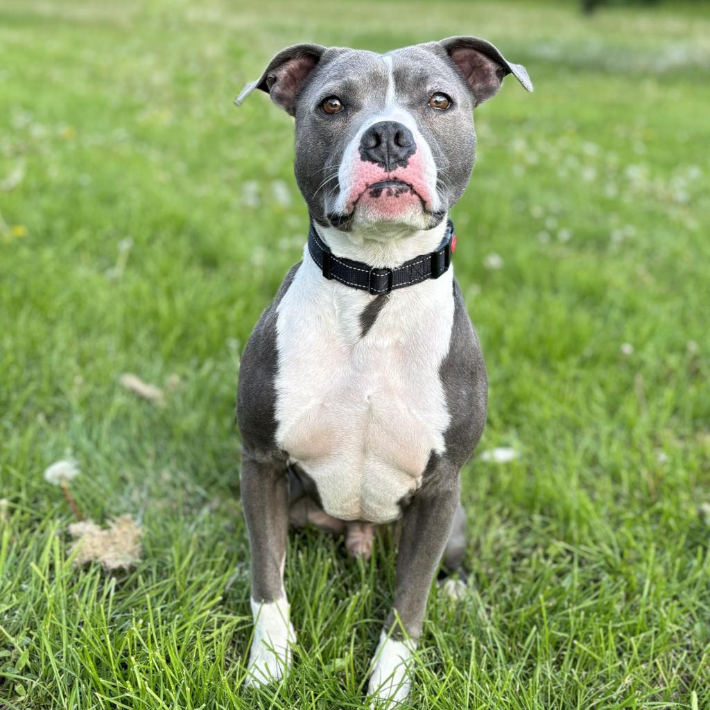 Sherman--In Foster, photo 2