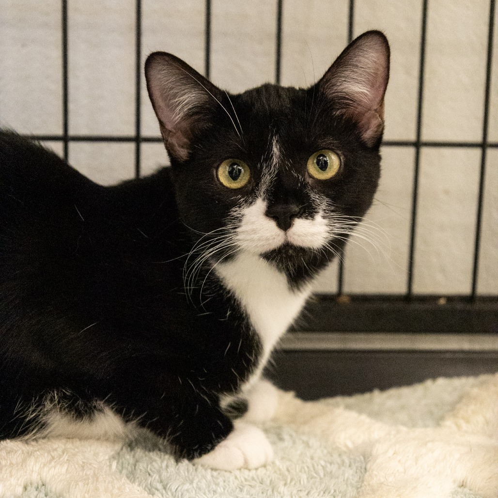 TERRIFIC (BONDED TO WONDERFUL) - Domestic Shorthair available for adoption