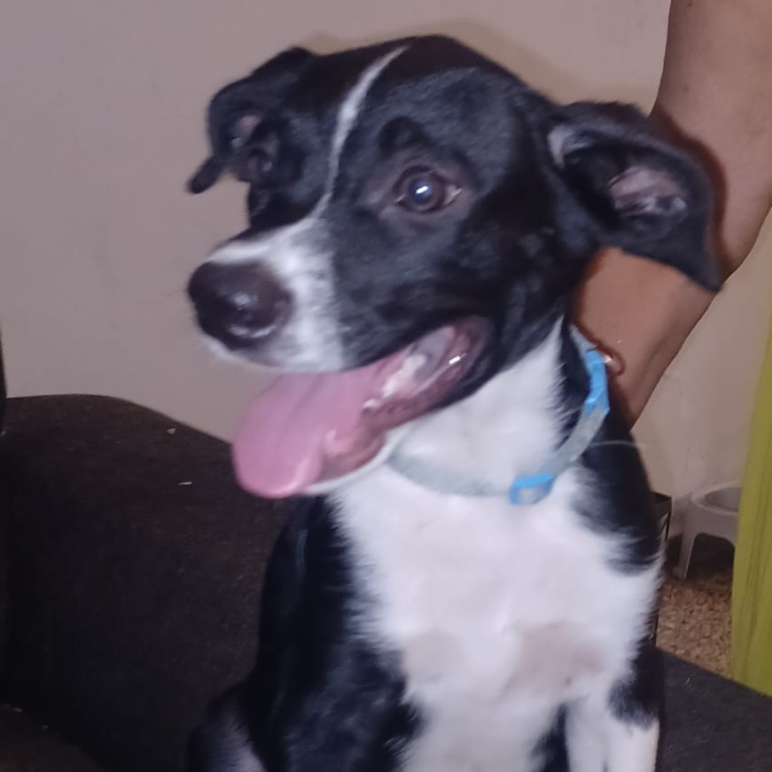 PAUL - Terrier / Mix available for adoption