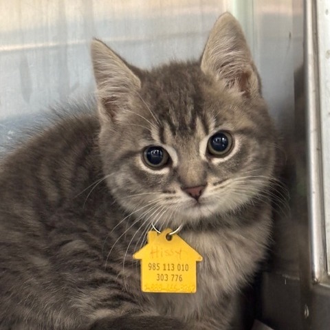 Missy-Spirit Kitten is available for adoption at Dakin Humane Society