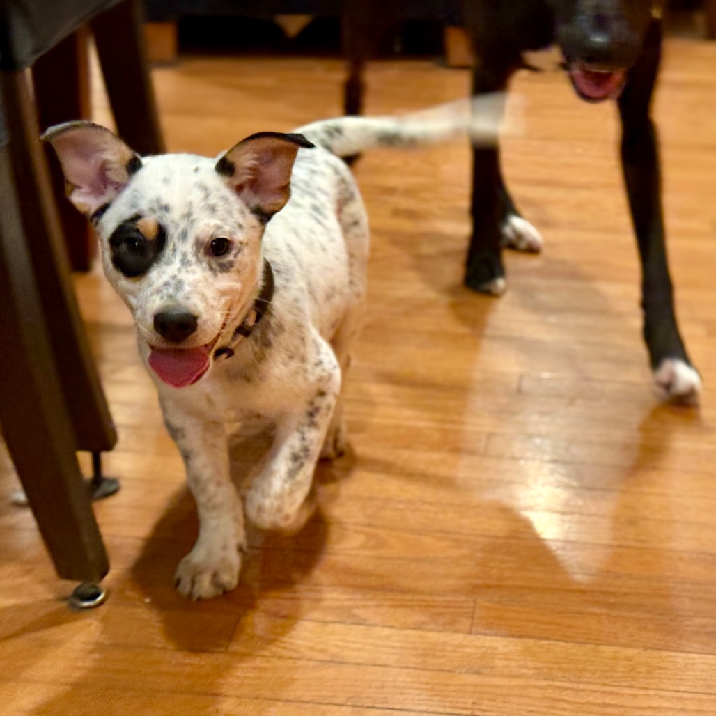 Woodstock — thumbnail 4