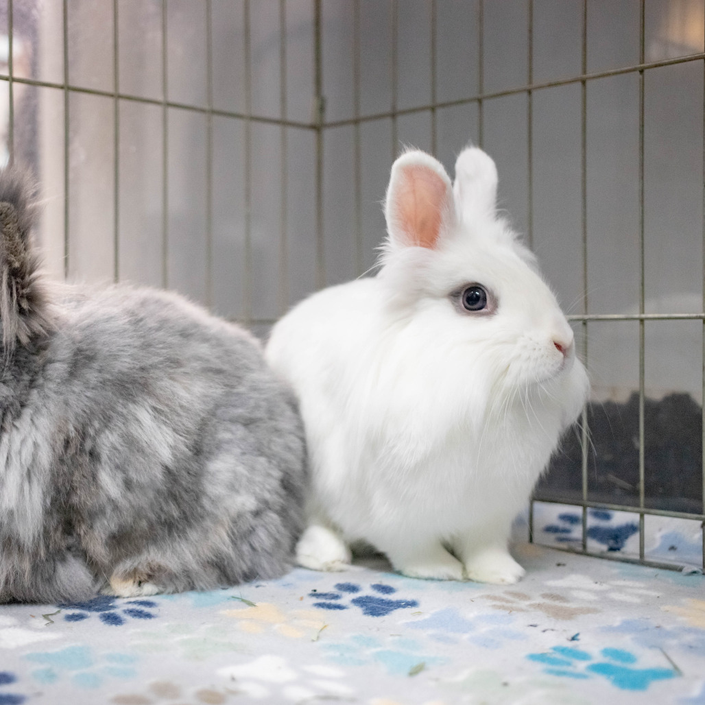 Penny (bonded to Chowder), photo 14
