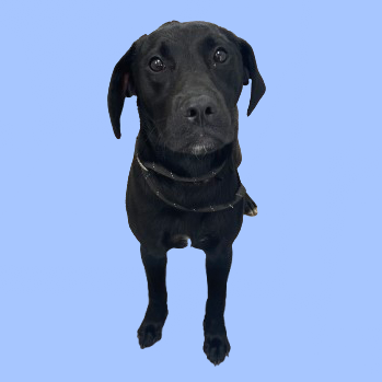 Tusc Stray 82133