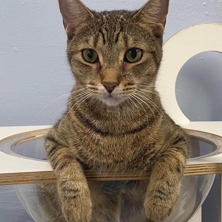 Close-up photo of Dotty