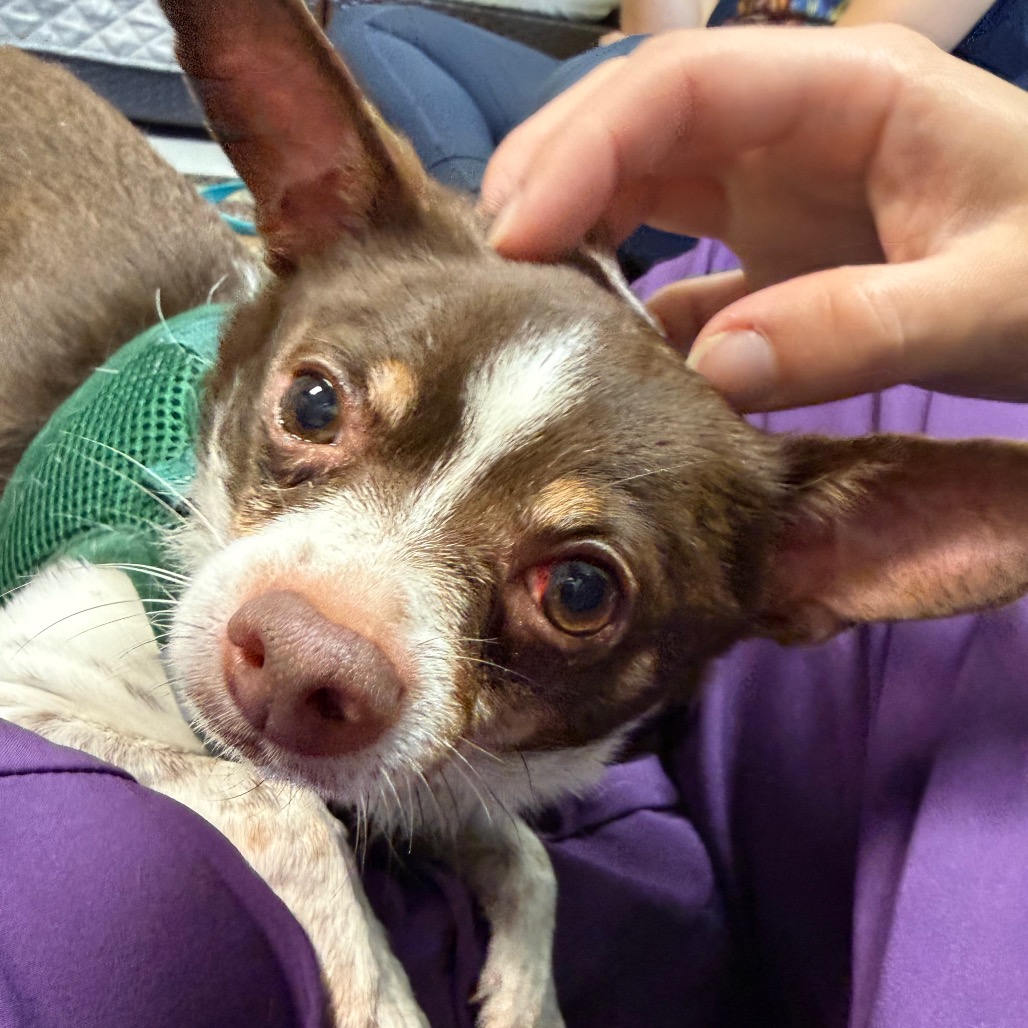 FRANKIE - Mixed Breed (Small) available for adoption