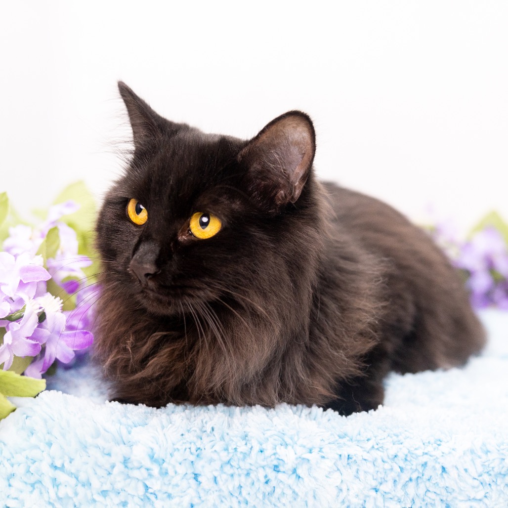 Franky — thumbnail 2