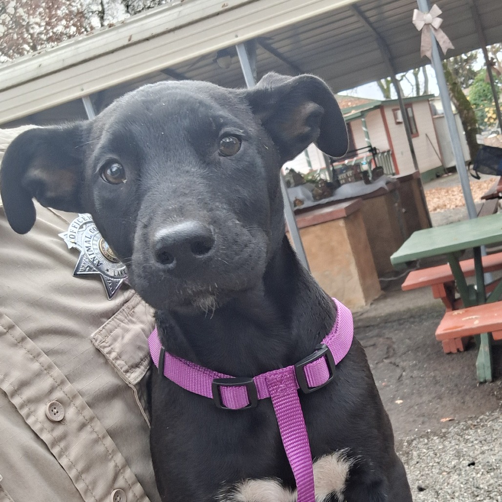 Kennel#11b Sparkles's preview photo