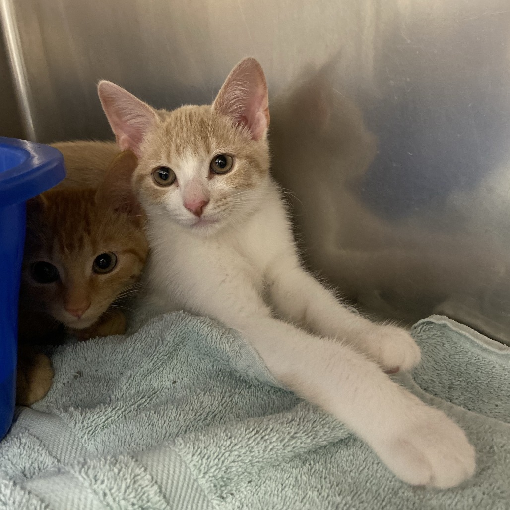 CLYDE - Domestic Shorthair available for adoption