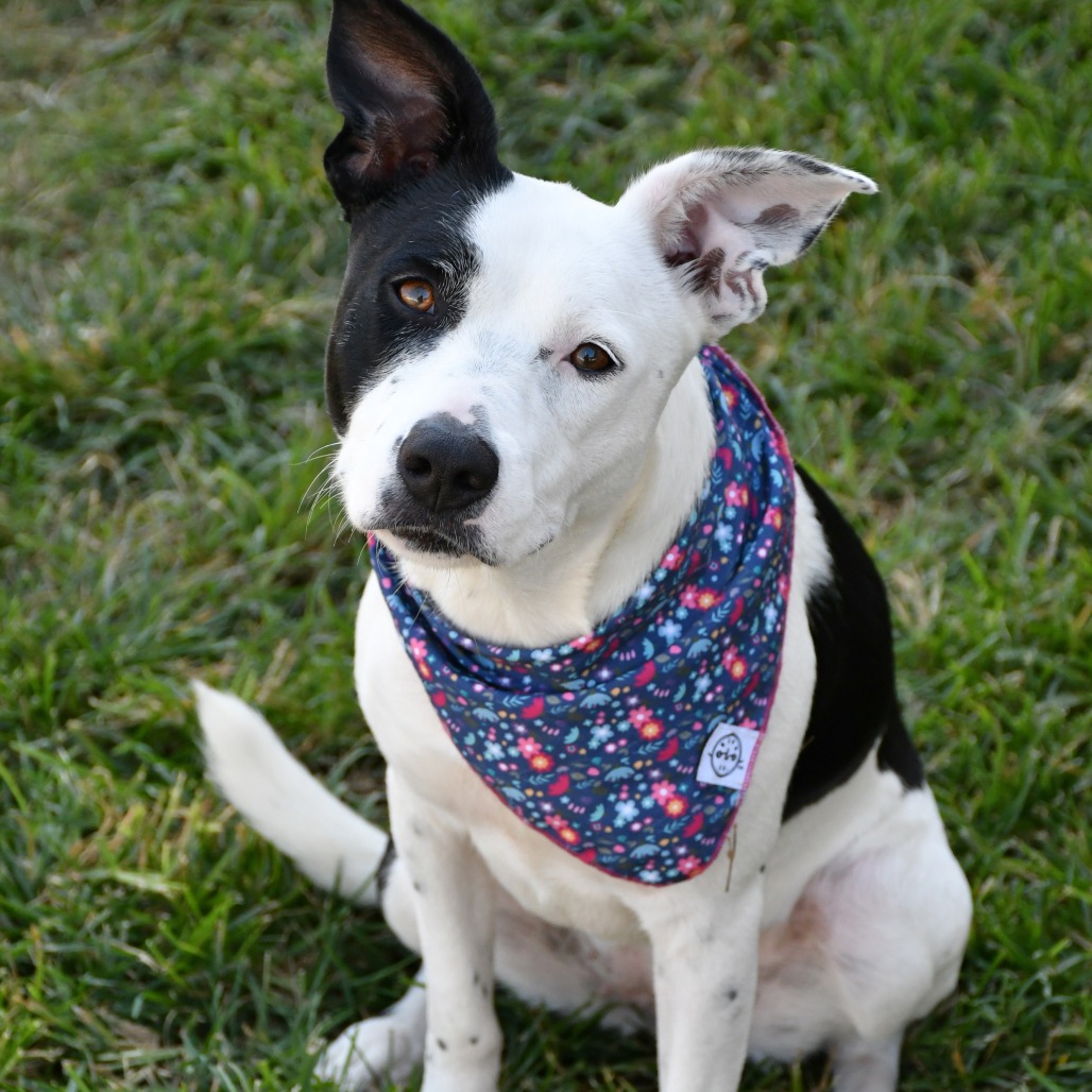 PIPER - Terrier, American Pit Bull / Retriever, Labrador available for adoption