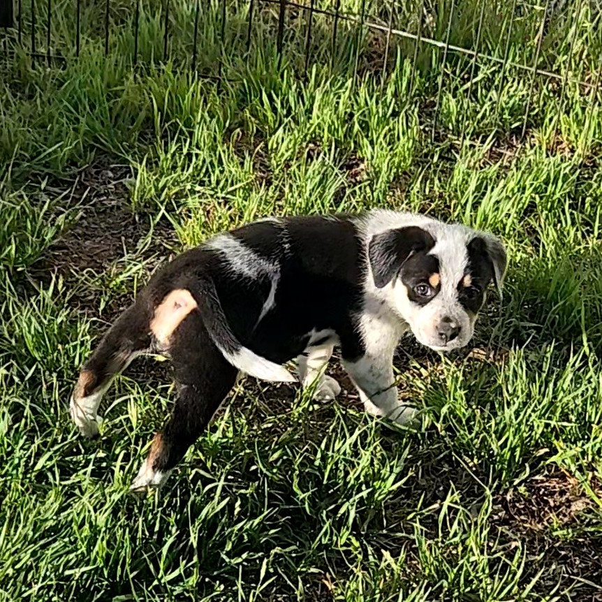 Twix — thumbnail 7