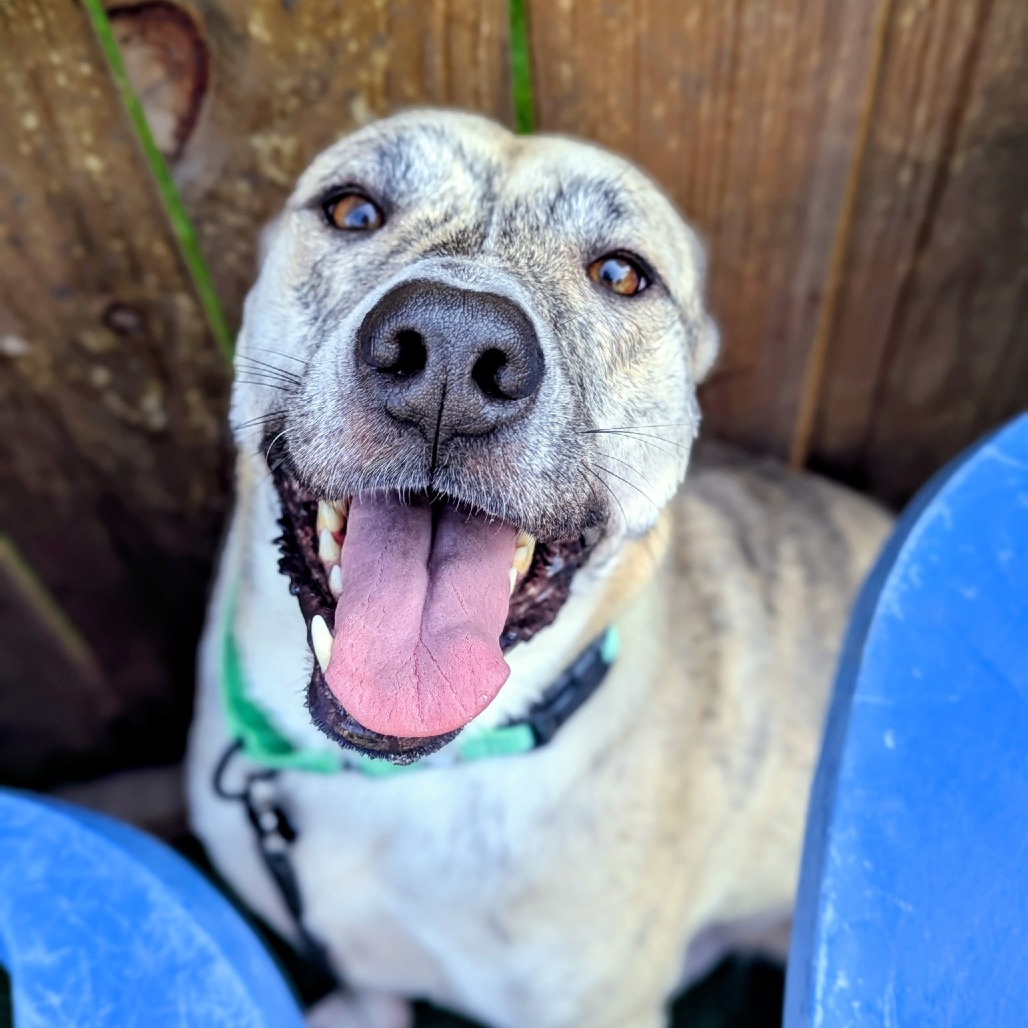Fluffer Nutter is available for adoption at Renegade Paws Rescue