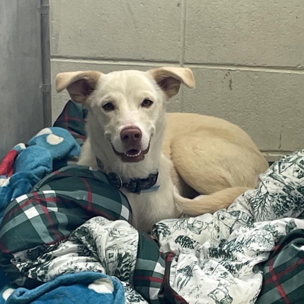 Lolly — thumbnail 2