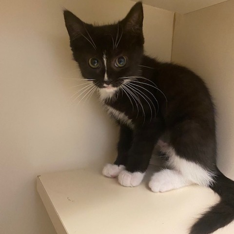 SKUNK - Domestic Shorthair for adoption in Dayton