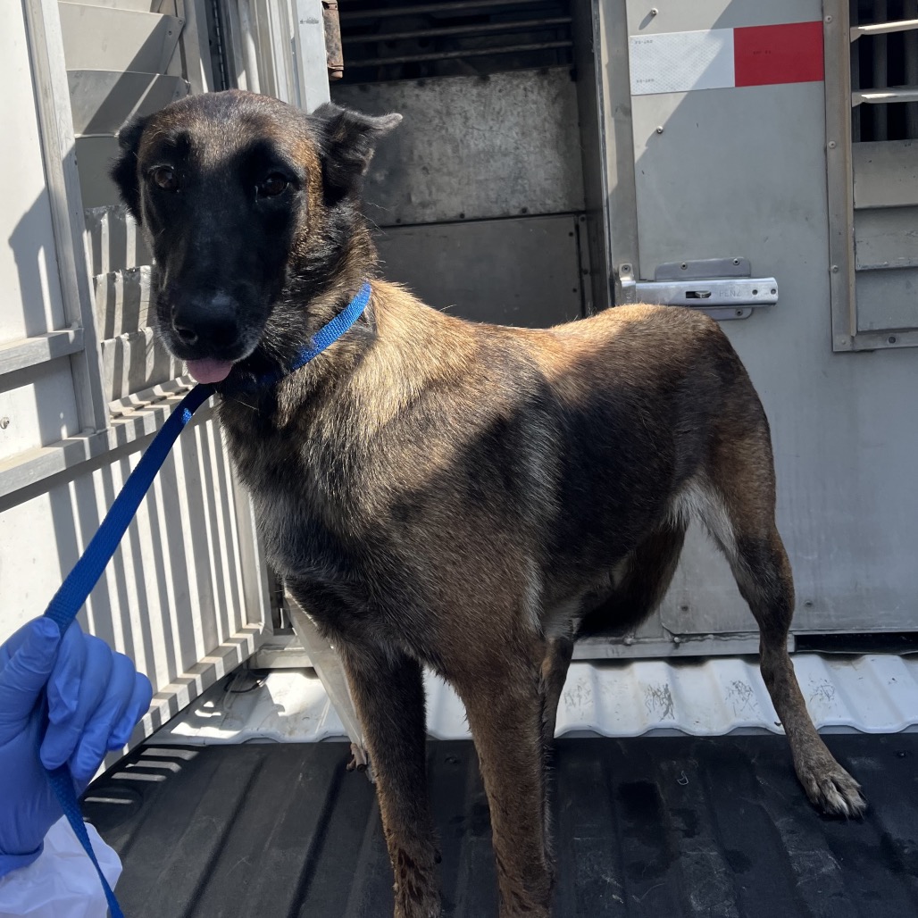 SANTA ANA - Malinois / Belgian available for adoption