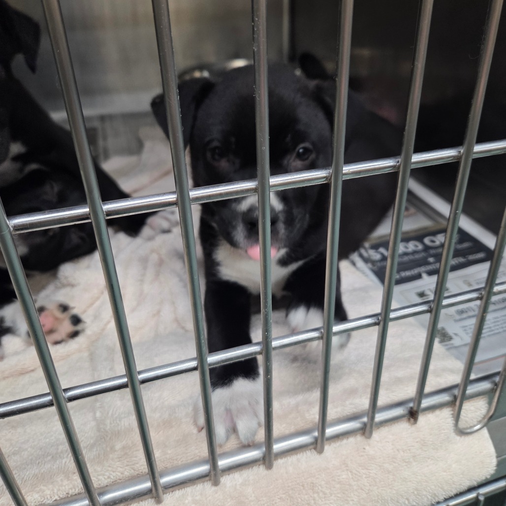 WOOKIE — thumbnail 3