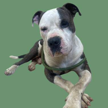 Tusc Stray 81439