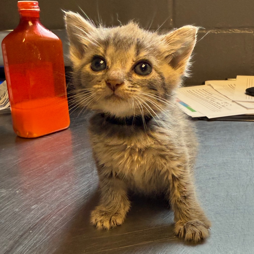 Tusc Stray 84627 2