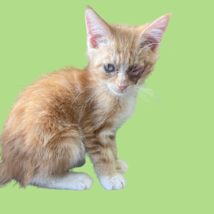 Tusc Stray 82309