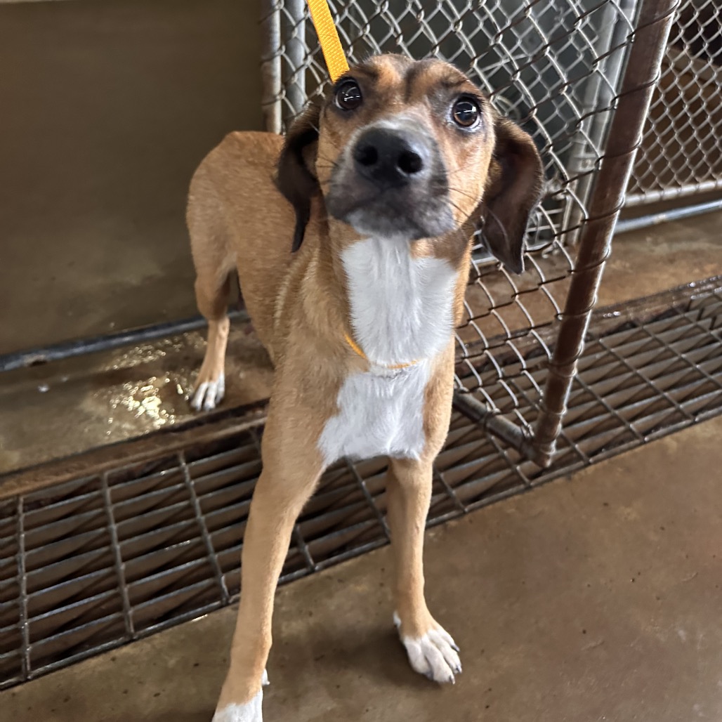 MICKEY - Shepherd / Terrier available for adoption