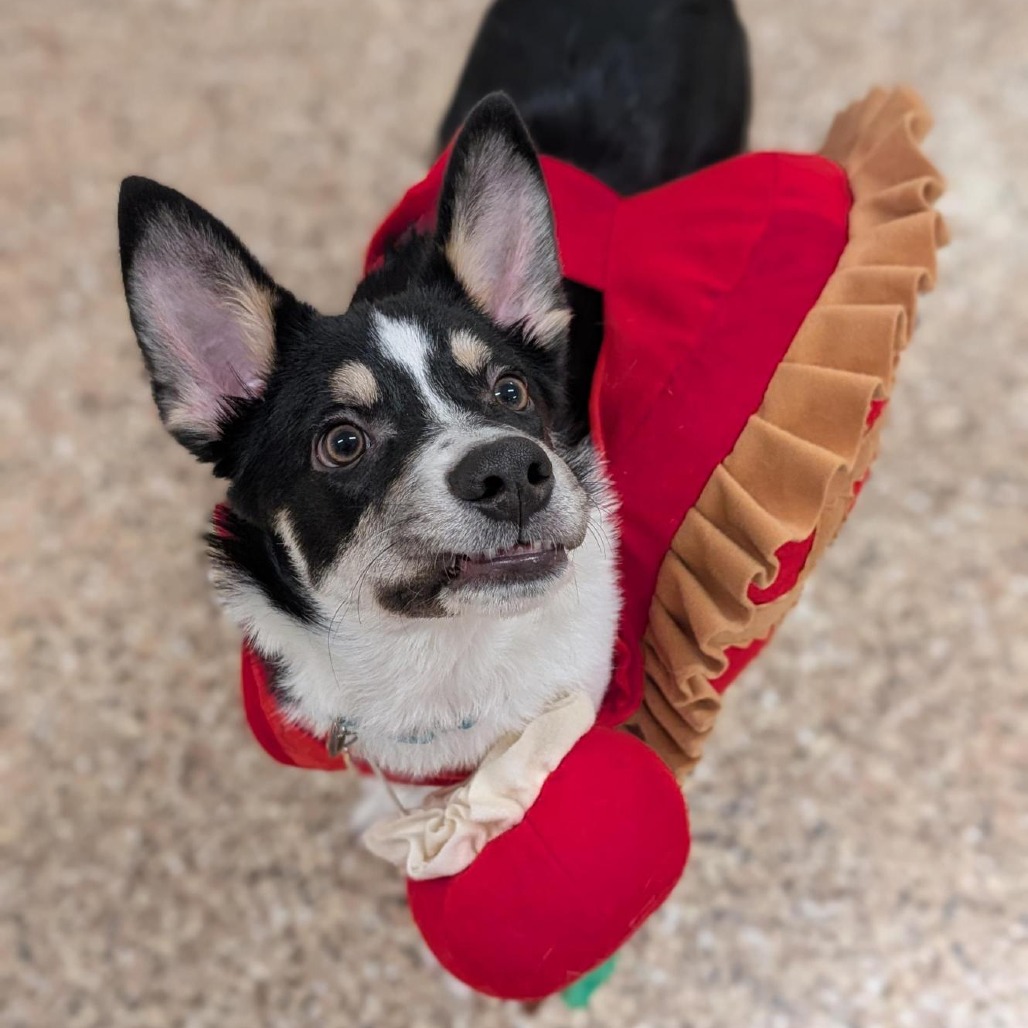 Mr. Heckles picture #3