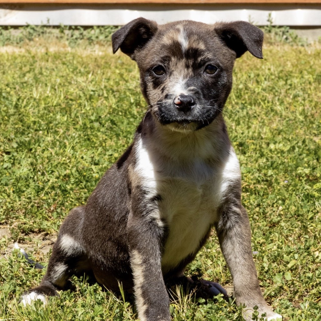 Kennel#7a's preview photo